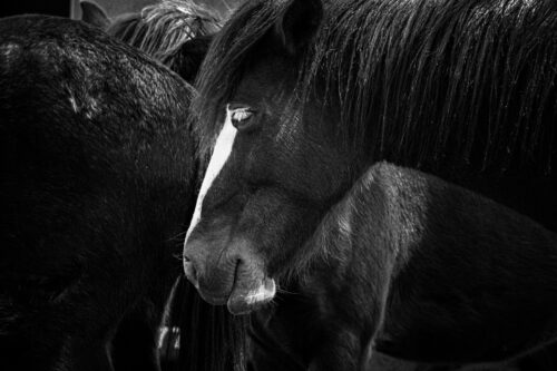 FAQ: How do I arrange a horse drawn funeral?